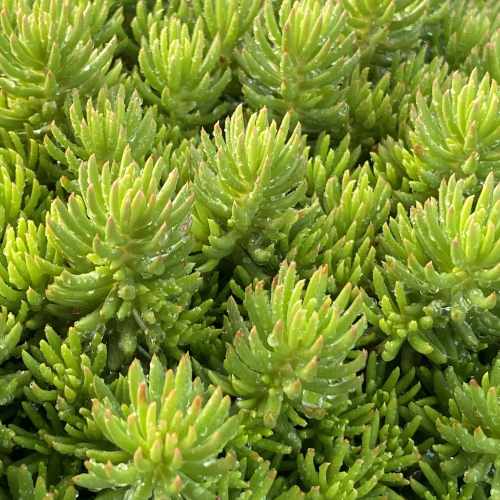 Tight & Tidy™ Green Angelina Stonecrop
